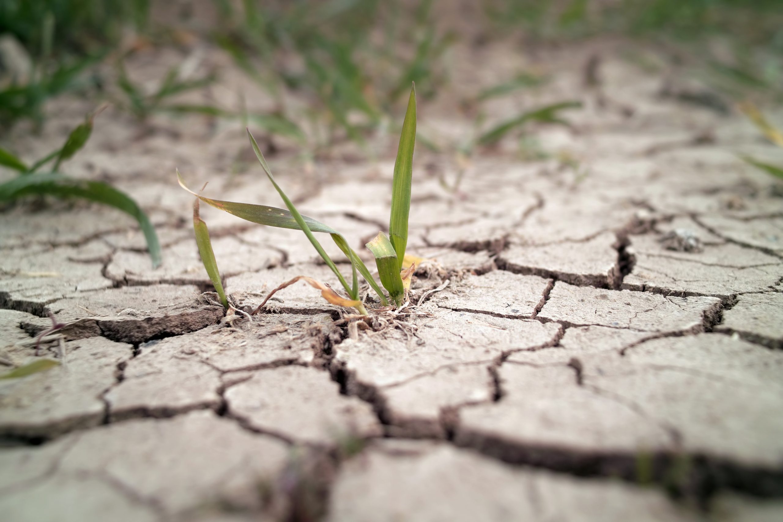 Al Menos Millones De Hect Reas De Tierras Sanas Se Pierden Al A O