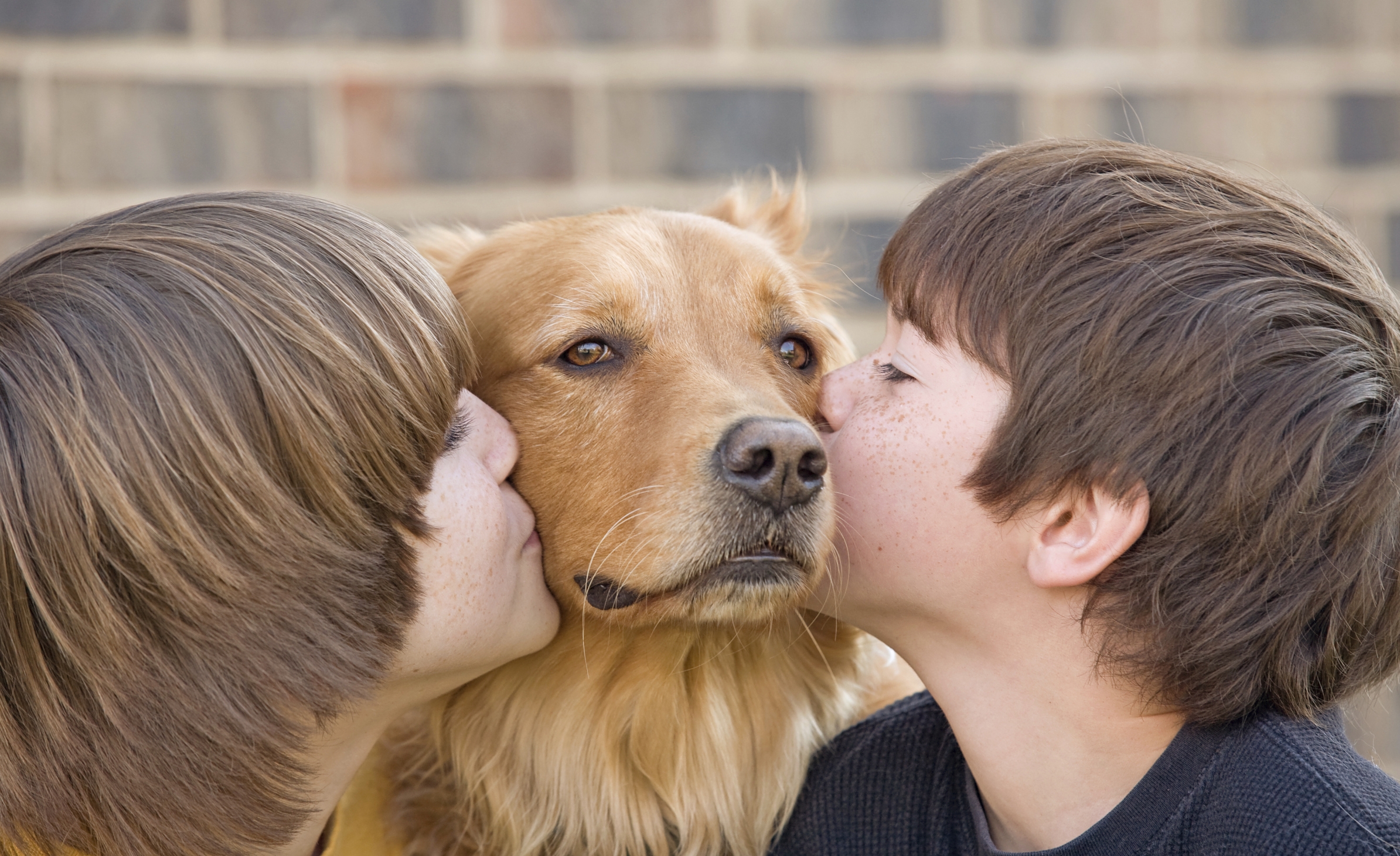 Мальчик подошел к собаке. Собака друг человека. Домашние животные и человек. Люди и животные любовь. Любовь к животным.
