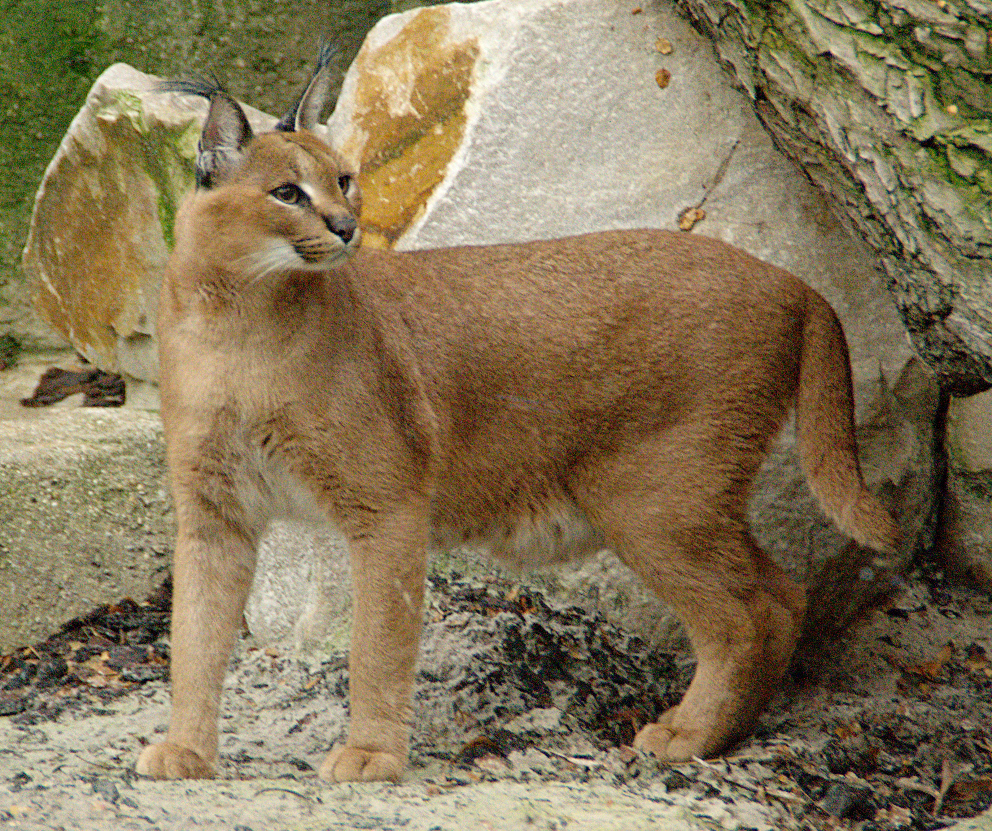 Gatos Caracal Raza