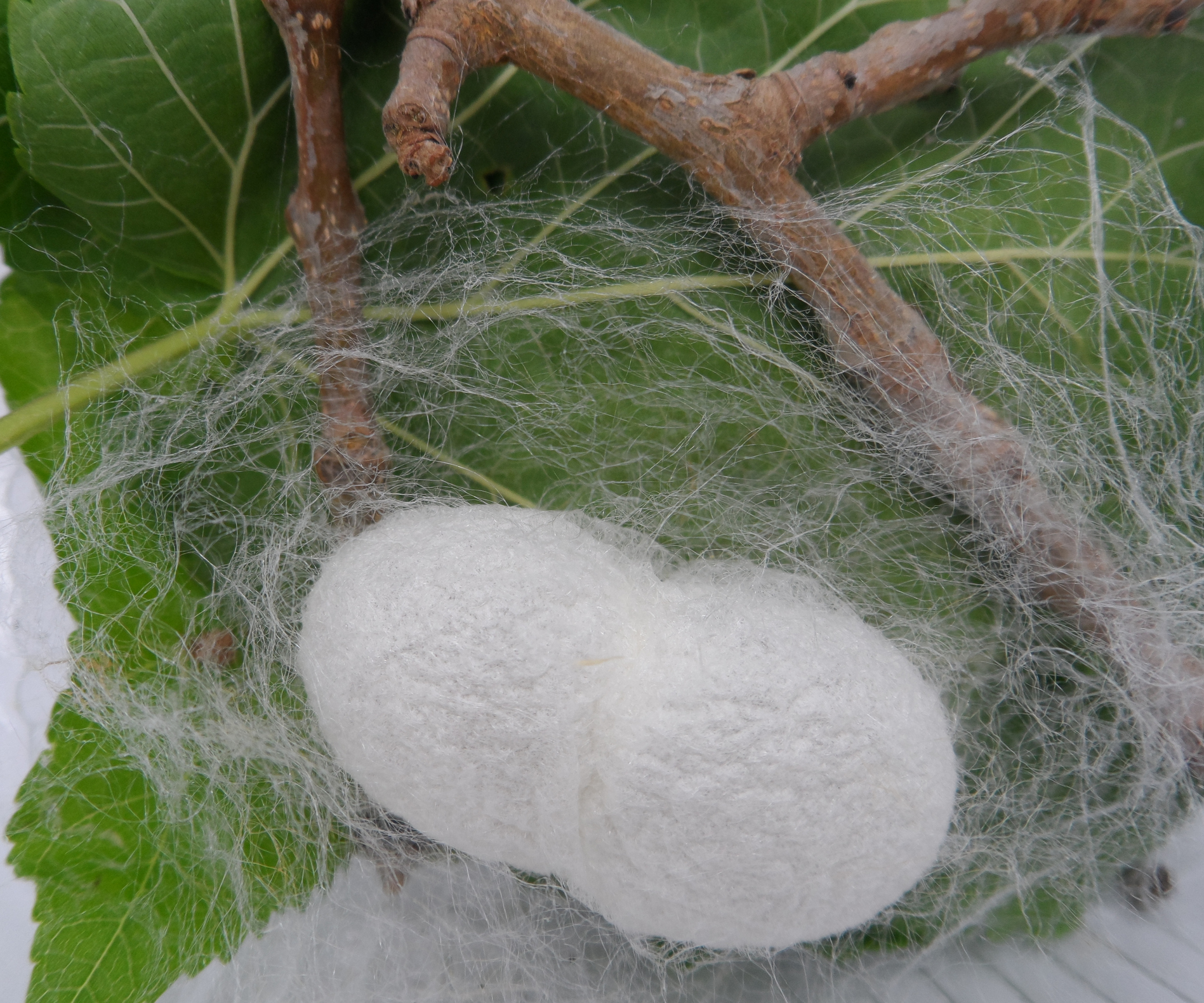 Gusanos De Seda Que Utilizan Tela De Araña Kiss Fm