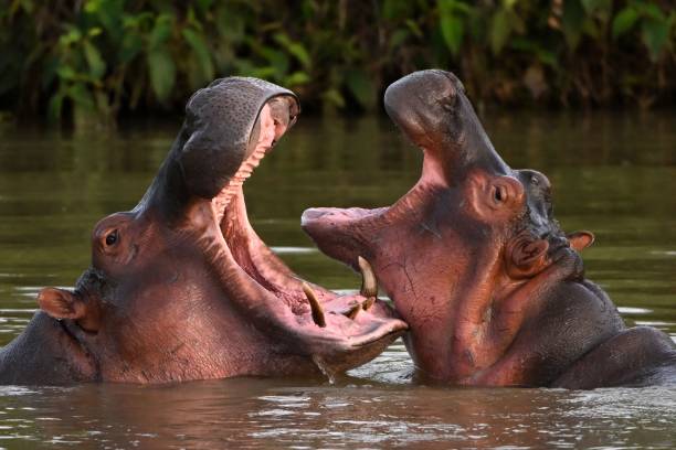 Cabárceno, el único parque de Europa con nueve hipopótamos