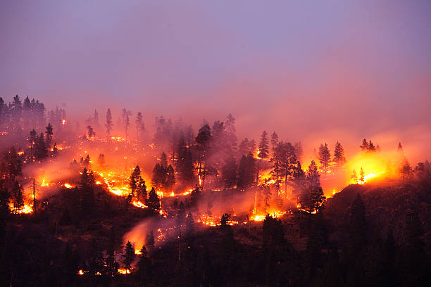 España arde un 43% menos por incendios forestales en 2024
