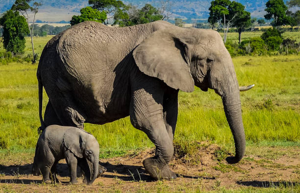 Primer embarazo natural de una elefanta en el zoo de Viena