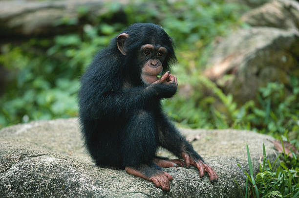 Los animales sociales viven más tiempo