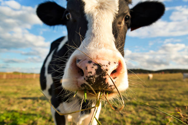 Algas en la dieta de vacas reduce un 40% las emisiones de metano