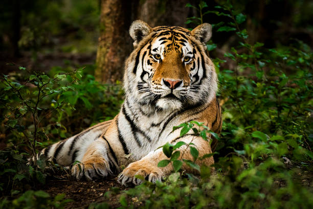 El tigre aumenta un 30% su hábitat en la India