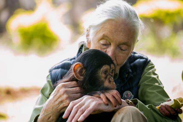 Los chimpancés están adaptados contra la malaria