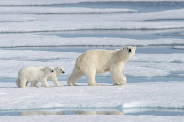 Los osos polares pierden la mitad de sus poblaciones en Canadá en cuatro décadas