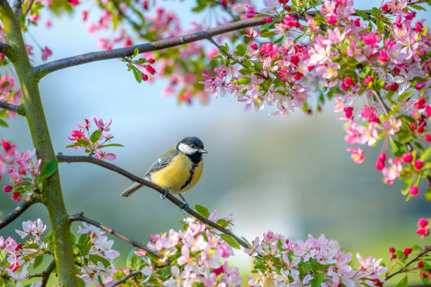 El cerebro de las aves tiene neuronas y circuitos diferentes al de los mamíferos