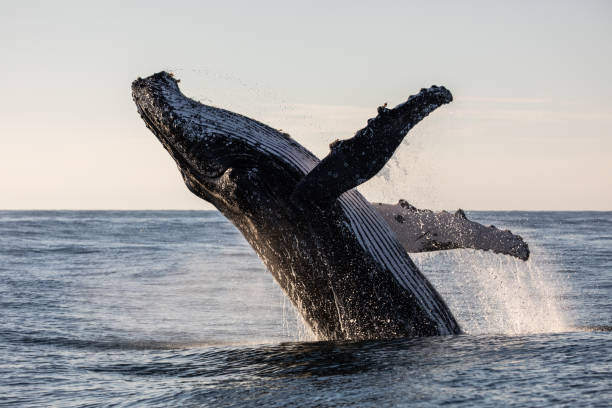 La similitud del canto de la ballena y el lenguaje humano